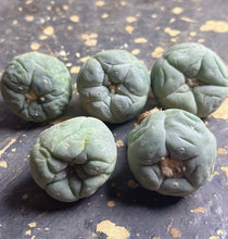 Load image into Gallery viewer, Lophophora peyote (each)

