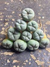 Load image into Gallery viewer, Lophophora peyote
