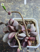 Load image into Gallery viewer, Adromischus
