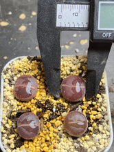 Load image into Gallery viewer, KO Lithops aucampiae kokerboom
