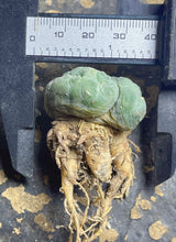 Load image into Gallery viewer, Lophophora peyote crested
