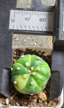Load image into Gallery viewer, Astrophytum asterias Variegated
