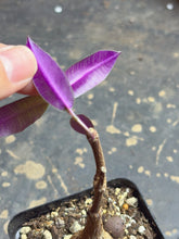 Load image into Gallery viewer, Petopentia natalensis
