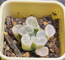 Load image into Gallery viewer, Haworthia maughanii variegated.

