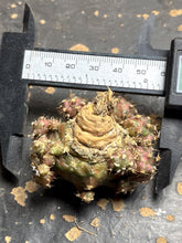 Load image into Gallery viewer, Gymnocalycium Mihanovichii Variegata
