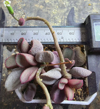 Load image into Gallery viewer, Adromischus
