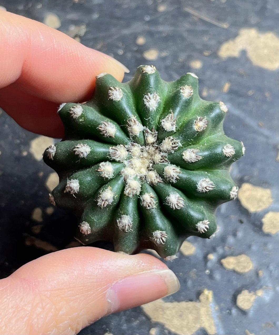 Discocactus horstii