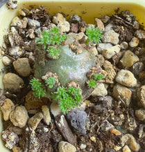 Load image into Gallery viewer, Sarcocaulon peniculinum
