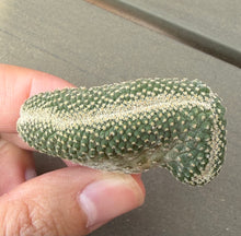 Load image into Gallery viewer, Strombocactus disciformis crested
