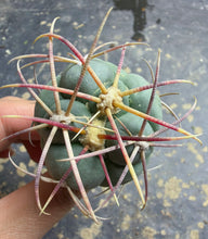 Load image into Gallery viewer, Thelocactus heterochromus
