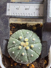 Load image into Gallery viewer, Astrophytum asterias
