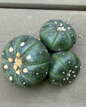 Load image into Gallery viewer, Astrophytum asterias
