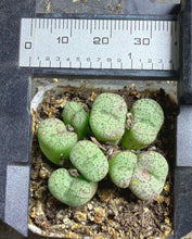 Load image into Gallery viewer, Conophytum mundum
