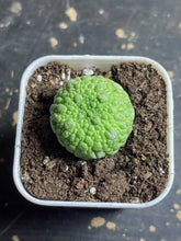 Load image into Gallery viewer, Pseudolithos migiurtinus
