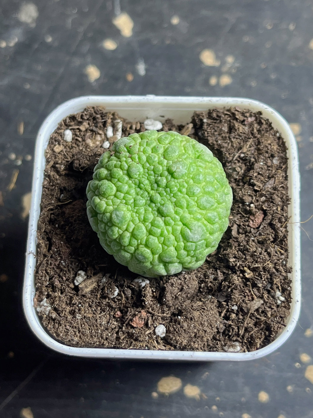Pseudolithos migiurtinus