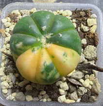 Load image into Gallery viewer, Astrophytum asterias Variegated
