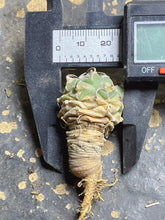 Load image into Gallery viewer, Turbinicarpus klinkerianus Huizache
