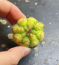 Load image into Gallery viewer, Gymnocalycium achirasense v. orientale Variegated
