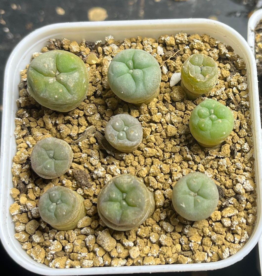 Lophophora peyote （each）