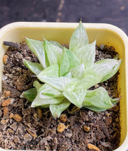 Load image into Gallery viewer, Haworthia variegated
