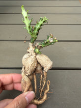 Load image into Gallery viewer, Euphorbia knuthii
