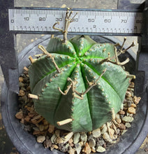 Load image into Gallery viewer, Euphorbia Meloformis subsp. Valida
