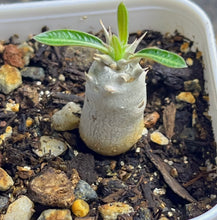 Load image into Gallery viewer, Pachypodium eburneum
