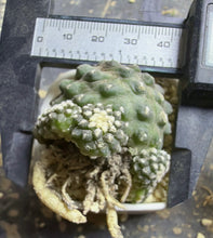 Load image into Gallery viewer, Copiapoa tenuissima
