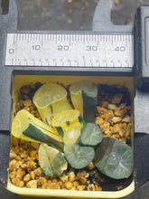 Load image into Gallery viewer, Haworthia maughanii variegated
