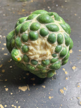 Load image into Gallery viewer, CORYPHANTHA ELEPHANTIDENS CV. INERMIS
