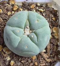 Load image into Gallery viewer, Lophophora peyote (each)
