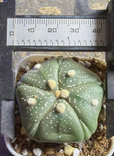 Load image into Gallery viewer, Astrophytum asterias
