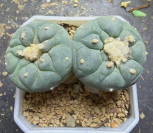 Load image into Gallery viewer, Lophophora peyote

