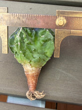 Load image into Gallery viewer, Astrophytum myriostigma cv. Onzuka f. tricostatum Fukuryiu
