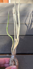 Load image into Gallery viewer, Astrophytum caput-medusae
