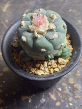 Load image into Gallery viewer, Lophophora peyote
