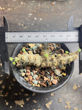 Load image into Gallery viewer, Sarcocaulon peniculinum
