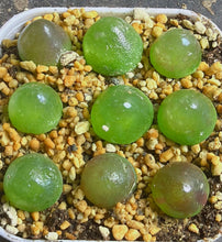 Load image into Gallery viewer, Conophytum Burgeri（each）
