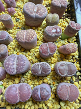 Load image into Gallery viewer, Lithops Salicola
