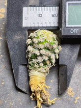 Load image into Gallery viewer, Mammillaria hernandezii
