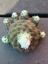 Load image into Gallery viewer, Copiapoa hypogea (Lizard skin)

