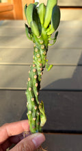 Load image into Gallery viewer, Euphorbia Royleana
