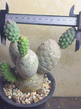 Load image into Gallery viewer, Tephrocactus geometricus
