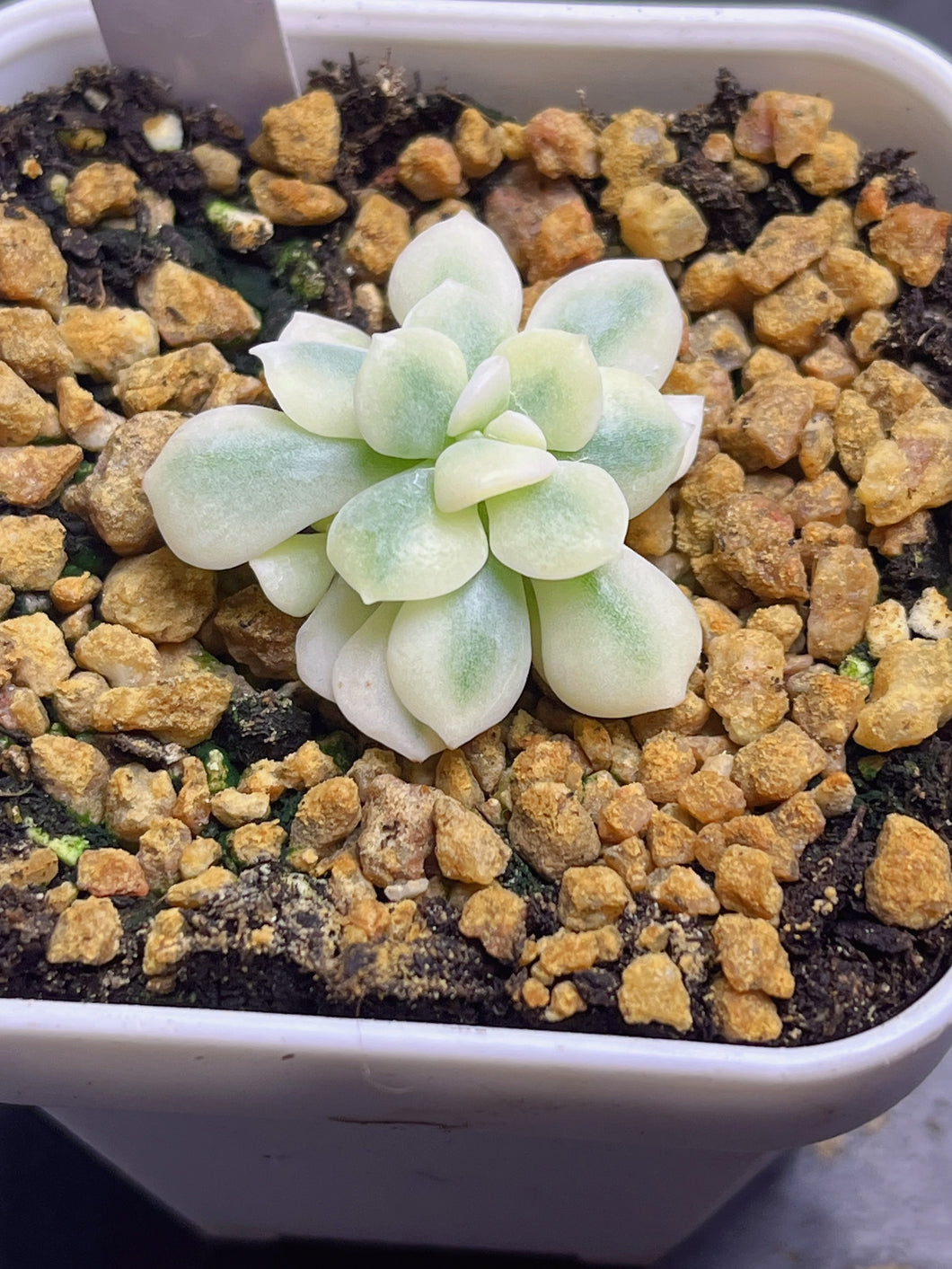 Cubic Frost Variegated