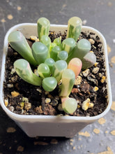 Load image into Gallery viewer, Fenestraria rhopalophylla （baby toes)variegated
