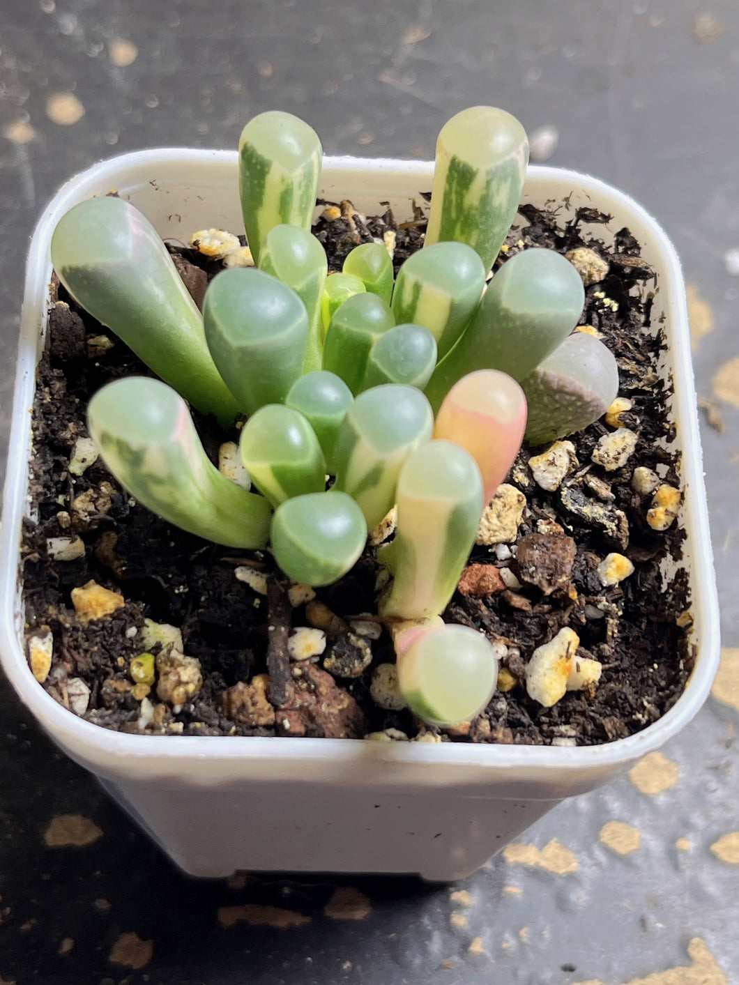 Fenestraria rhopalophylla （baby toes)variegated