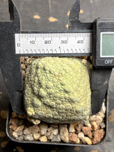 Load image into Gallery viewer, Pseudolithos cubiformis
