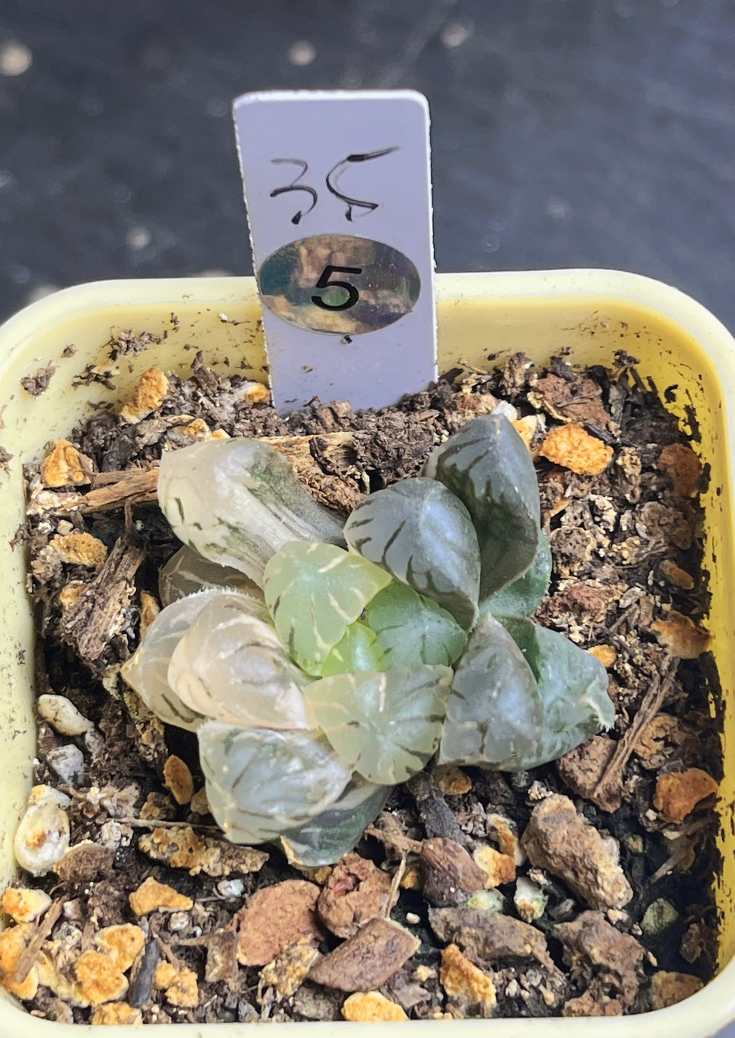 Haworthia variegated