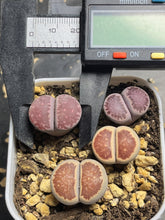 Load image into Gallery viewer, Lithops whole pots
