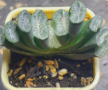 Load image into Gallery viewer, haworthia truncata
